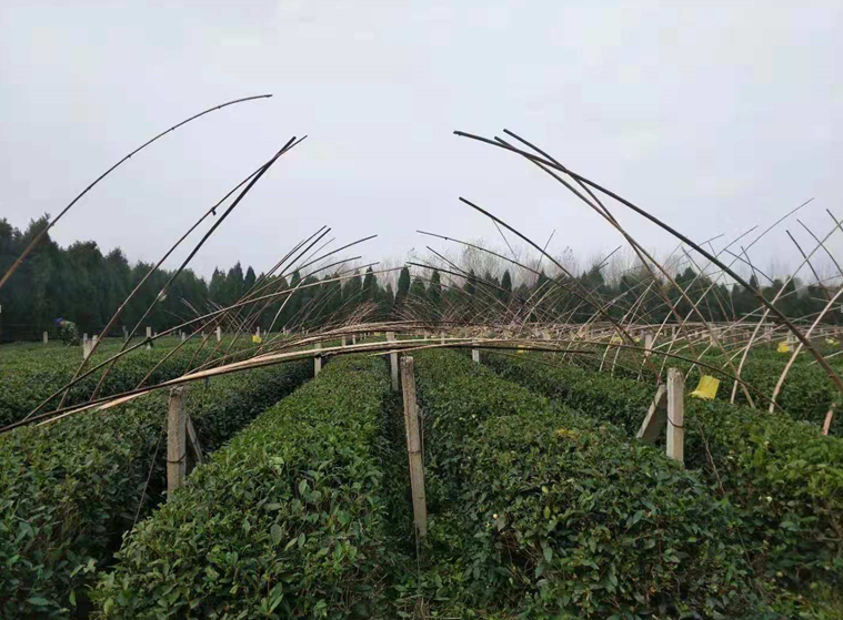 天气渐冷,瀚林春越冬防护正当时
